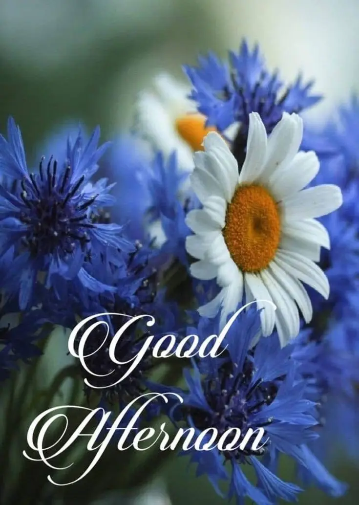 beautiful-good-afternoon