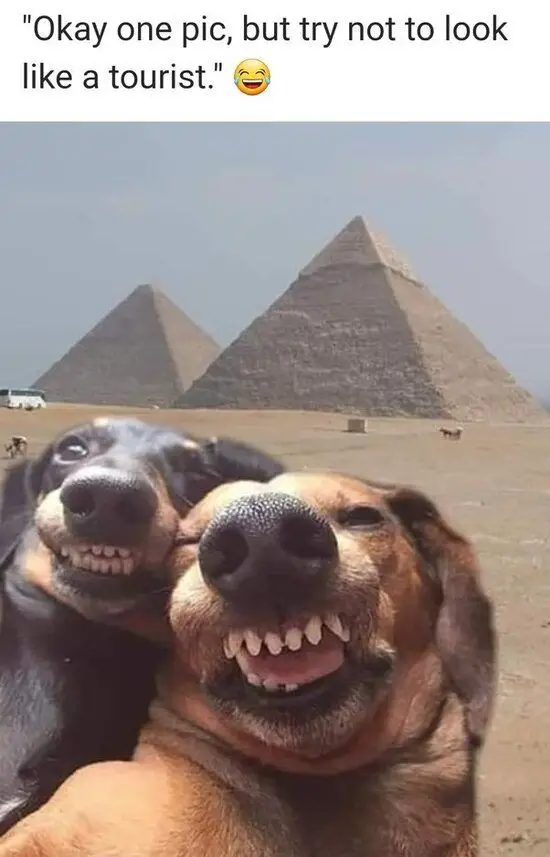 funny-goofy-ahh-pictures