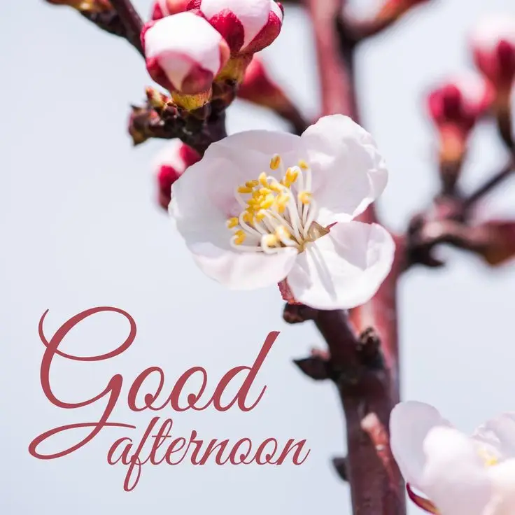 good-afternoon-images-beautiful