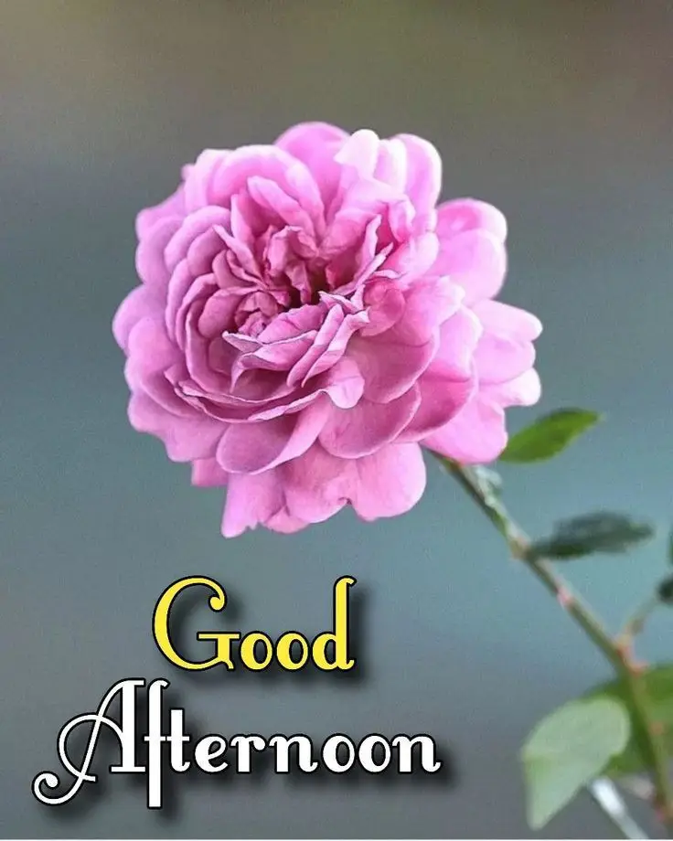 good-afternoon-photo-with-quotes