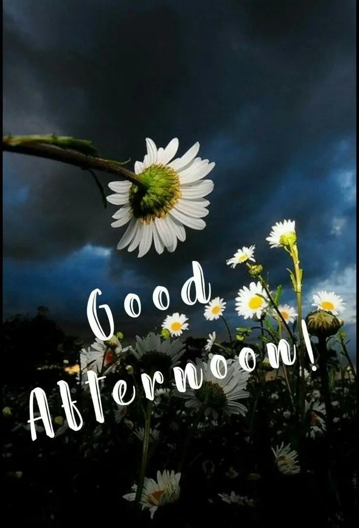 good-afternoon-pictures-funny