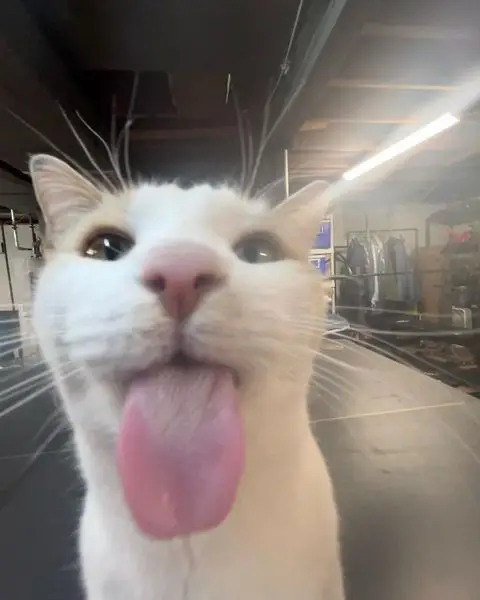 goofy-ahh-dog-wallpaper