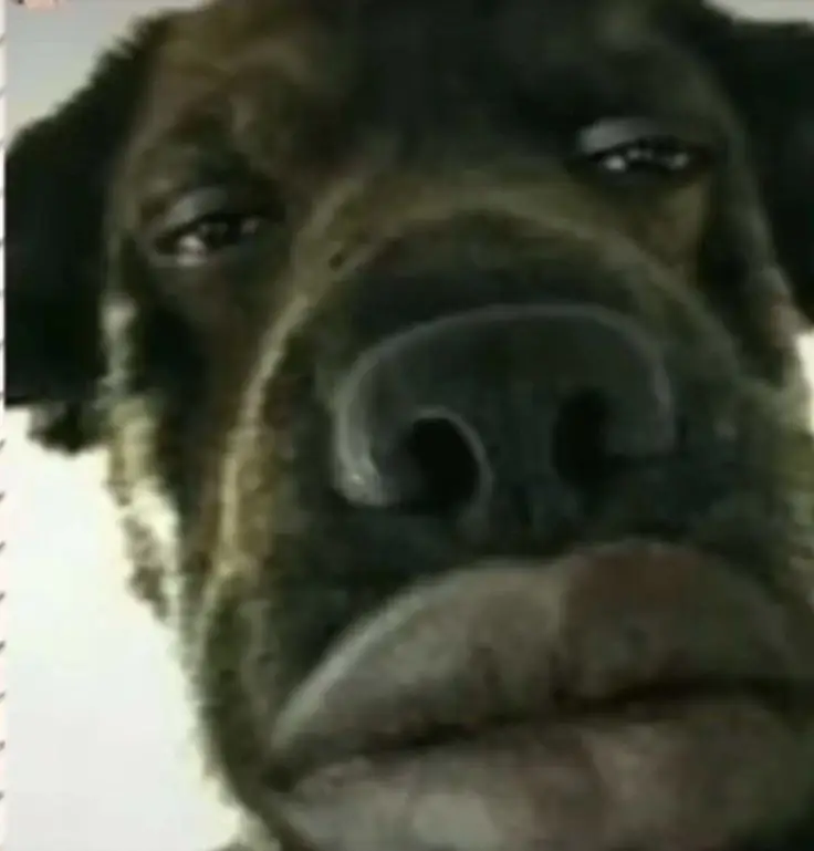 goofy-ahh-pfps-for-school