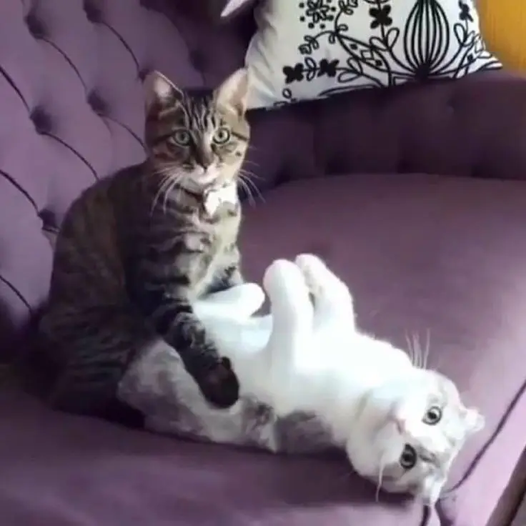 goofy-ahh-pictures-ai