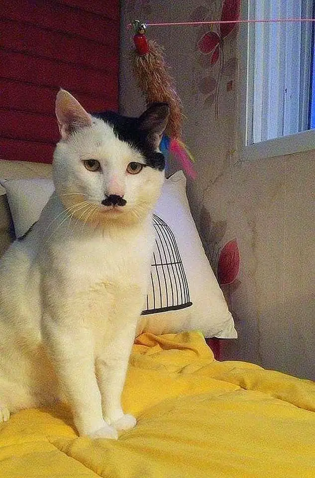 goofy-ahh-pictures-apple