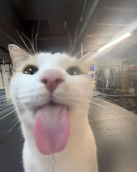 goofy-ahh-pictures-asian