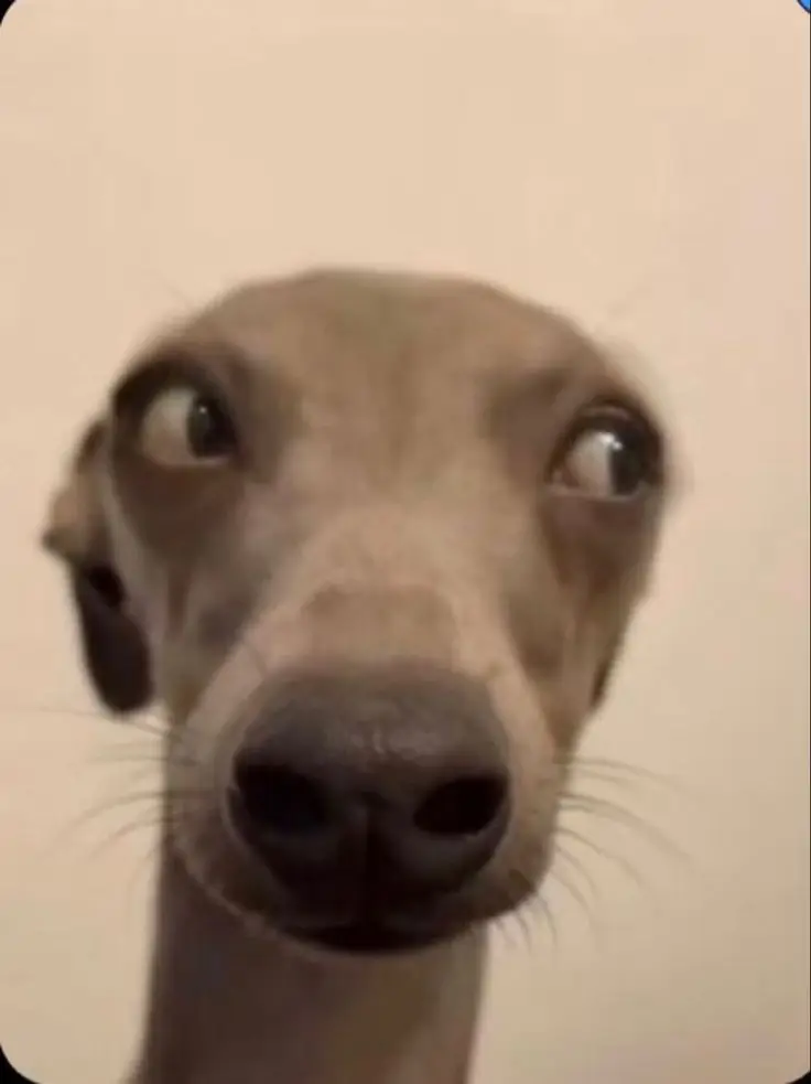 goofy-ahh-pictures-of-people