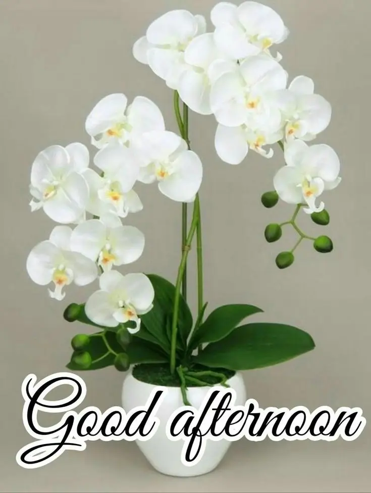 pictures-good-afternoon