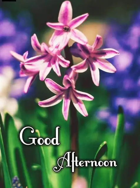 pictures-good-afternoon