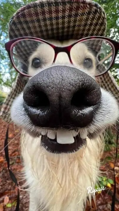 wallpaper-goofy-ahh-pictures-aesthetic